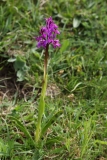 2018-05-20 0222 Early Purple Orchid, Orchis mascula, above Hubberholme, near Scar House