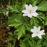 2018-05-20 0224 Wood Anemone, Anemone nemorosa, on the Dales Way, just above the River Wharfe, E of Yockenthwaite