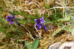 2018-05-20 0225 Common Milkwort, Polygala vulgaris, on the Dales Way, just above the River Wharfe, W of Hubberholme