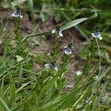 2018-05-20 0226 Speedwell, Veronica sp,  on the Dales Way, just above the River Wharfe, W of Hubberholme