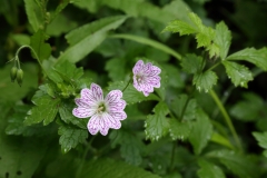 2018-05-28 0241 Pencilled Cranesbill, Geranium versicolor, on Upperfields, Ledbury