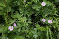 2018-05-28 0242 Pencilled Cranesbill, Geranium versicolor, on Upperfields, Ledbury