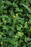 2018-05-28 0244 Winter Cress, Barbarea vulgaris, on Upperfields, Ledbury