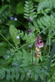 2018-05-28 0246 Bush Vetch, Vicia sepium, on Upperfields, Ledbury