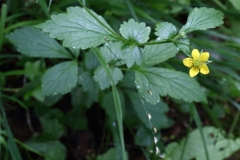 2018-05-28 0247 Wood Avens, Geum urbanum, on Upperfields, Ledbury