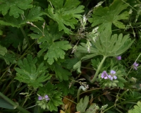 2018-05-28 0249 Small-Flowered Cranesbill, Geranium pusillum, near Colwall Green