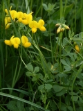 2018-05-28 0250 Common Bird\'s Foot Trefoil, Lotus corniculatus, Evendine