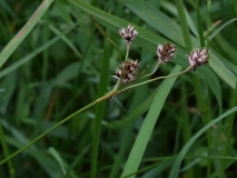 2018-05-28 0253 Grass, above Evendine