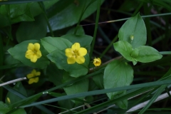 2018-05-28 0254 Yellow Pimpernel, Lysimachia nemorum, above Evendine