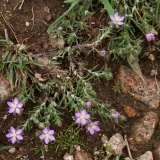 2018-05-28 0258 Sand Spurrey, Spergularia rubra, a little below the summit of the Worcestershire Beacon