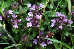 2018-05-30 01 0272F Wild Thyme, Thymus polytrichus