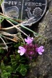 2018-05-30 02 0399F Wild Thyme, Thymus polytrichus