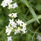 2018-05-30 03 0282 Heath Bedstraw, Galium saxatile