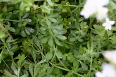 2018-05-30 04 0284 Leaves of Heath Bedstraw, Galium saxatile