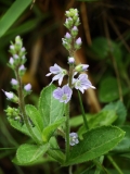 2018-05-30 05 0301F Heath Speedwell, Veronica officinalis