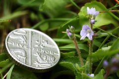 2018-05-30 06 0286F Heath Speedwell, Veronica officinalis