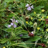 2018-05-30 07 0325F Heath Speedwell, Veronica officinalis