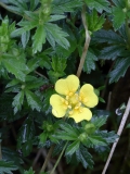 2018-05-30 08 0318F Tormentil, Potentilla erecta