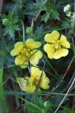 2018-05-30 09 0293F Tormentil, Potentilla erecta