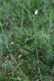 2018-05-30 12 0404 Harebell, Campanula rotundifolia