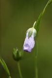 2018-05-30 13 0409F Harebell, Campanula rotundifolia