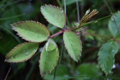 2018-05-30 16 0416 Rose Leaf, Growing above Clutter's Cave