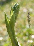 2018-05-23 0234 Bee Orchid, Ophrys apifera, in Bud at Newland