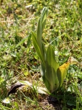 2018-05-23 0235 Bee Orchid, Ophrys apifera, in Bud at Newland