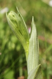 2018-05-23 0238 Bee Orchid, Ophrys apifera, in Bud at Newland