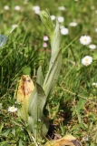 2018-05-23 0239 Bee Orchid, Ophrys apifera, in Bud at Newland