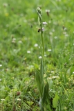 2018-06-01 0468 Bee Orchid, Ophrys apifera, at Newland