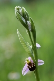 2018-06-01 0474 Bee Orchid, Ophrys apifera, at Newland