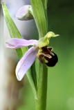 2018-06-01 0496F Bee Orchid, Ophrys apifera, at Newland