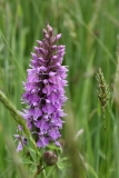 2018-06-04 0789 Common Spotted Orchid, Dactylorhiza fuchsii, Peachfield Common