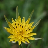 2018-06-04 0791 Goat\'s Beard, Tragopogon pratensis minor, by Peachfield Road