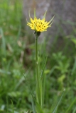 2018-06-04 0792 Goat\'s Beard, Tragopogon pratensis minor, by Peachfield Road