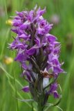 2018-06-04 0800F Southern Marsh Orchid, Dactylorhiza praetermissa, with \'Cuckoo Spit\',  Philaenus spumarius, Poolbrook Common