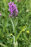 2018-06-04 0805 Southern Marsh Orchid, Dactylorhiza praetermissa, with \'Cuckoo Spit\',  Philaenus spumarius, Poolbrook Common