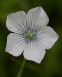 2018-06-04 0813 Pale Flax, Linum bienne, Poolbrook Common