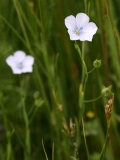 2018-06-04 0818 Pale Flax, Linum bienne, Poolbrook Common