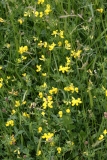 2018-06-04 0820 Common Bird\'s Foot Trefoil, Lotus corniculatus, Poolbrook Common