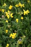 2018-06-04 0821 Common Bird\'s Foot Trefoil, Lotus corniculatus, Poolbrook Common