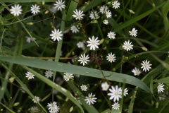 2018-06-04 0823 Lesser Stitchwort, Stellaria graminea, Poolbrook Common