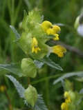 2018-06-04 0825 Yellow Rattle, Rhinanthus minor, Poolbrook Common