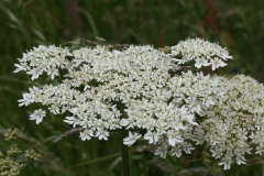 2018-06-04 0826 Hogweed, Heracleum sphondylium, Poolbrook Common