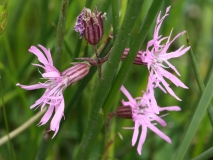 2018-06-04 0832 Ragged Robin, Silene floscuculi, Poolbrook Common