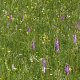 2018-06-04 0833 Common Spotted Orchid, Dactylorhiza fuchsii, Poolbrook Common, also Yellow Rattle, Rhinanthus minor