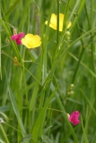 2018-06-04 0834 Grass Vetchling, Lathyrus nissolia, Poolbrook Common