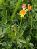 2018-06-04 0835 Common Bird's Foot Trefoil, Lotus corniculatus, Poolbrook Common