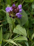 2018-06-04 0836 Selfheal, Prunella vulgaris, Poolbrook Common